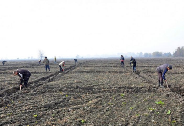 Azərbaycan daha az əkdi