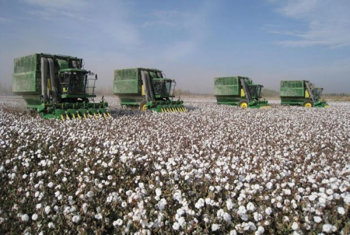 Pambıq yığımı 200 min tona yaxınlaşdı