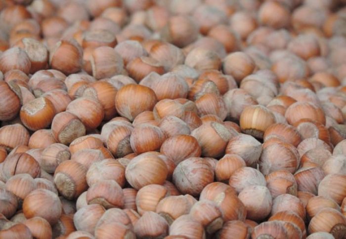 Fındığın qiyməti qalxıb