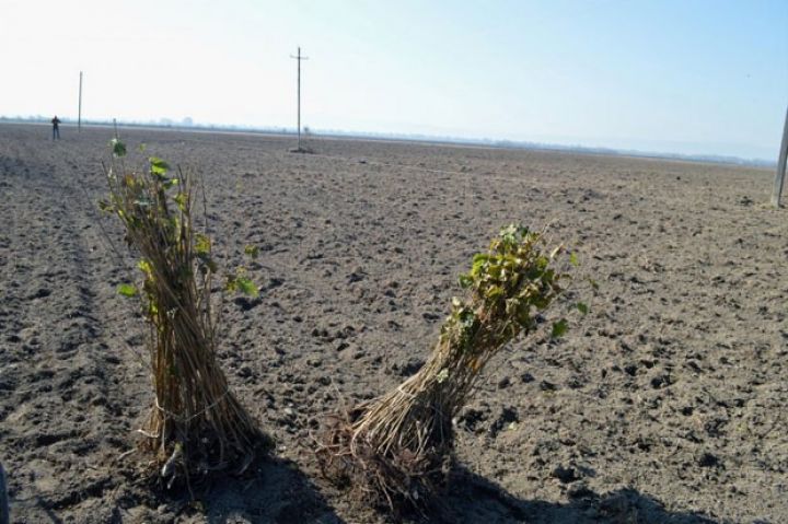 Balakəndə fındıq bağları 4 min hektar artıb