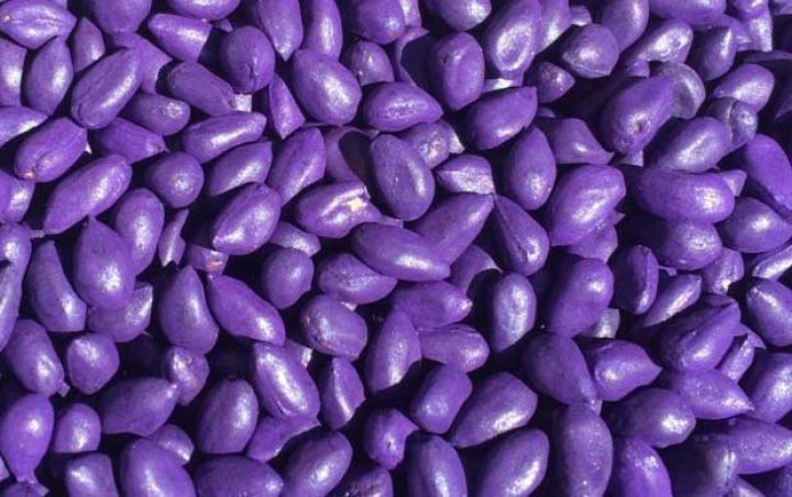 Lifsiz pambıq toxumu zavodu yaxın zamanda fəaliyyətə başlayacaq