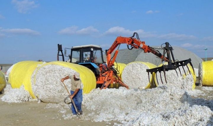 Pambıq təhvilindəki son vəziyyət açıqlandı