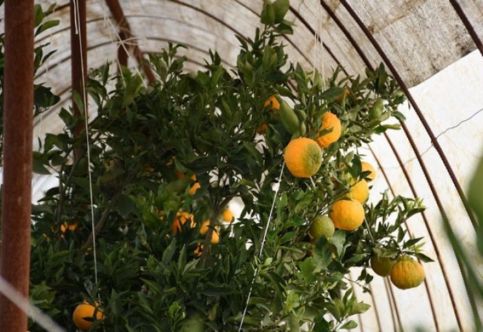 "Qonşu ölkəyə 20 min ton hallabonq göndərəcəyik”