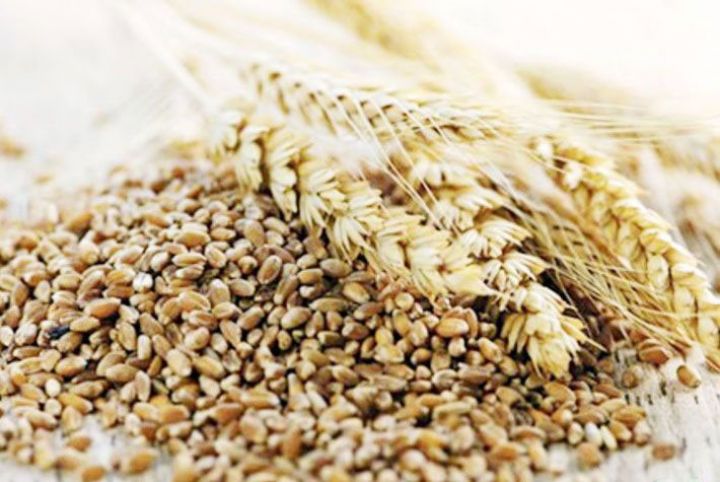 “Yaşıl çay” tritikale əkininə başlayıb