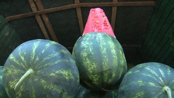 Qarpız və qovun istehsalı 8,8% azalıb