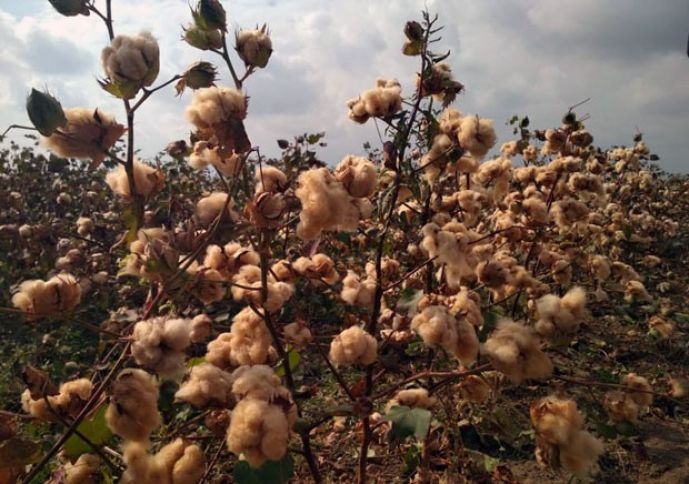 Azərbaycanda ilk dəfə rəngli pambıq yetişdirlib  