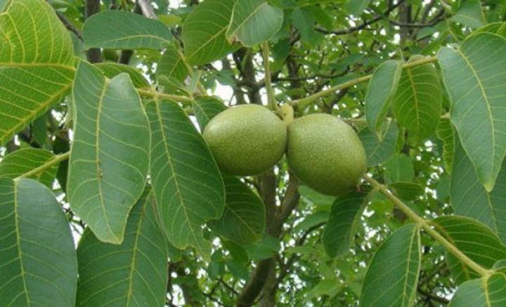 9 min hektar səhədə aqropark yaradılır - QOZ BAĞI SALIR