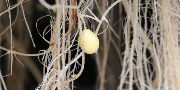 Torpaqsız təsərrüfatla kartofda məhsuldarlıq artımı təmin olunub - 30 DƏFƏ ÇOX