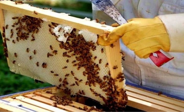 Arı ailələri və 1000 dollar veriləcək