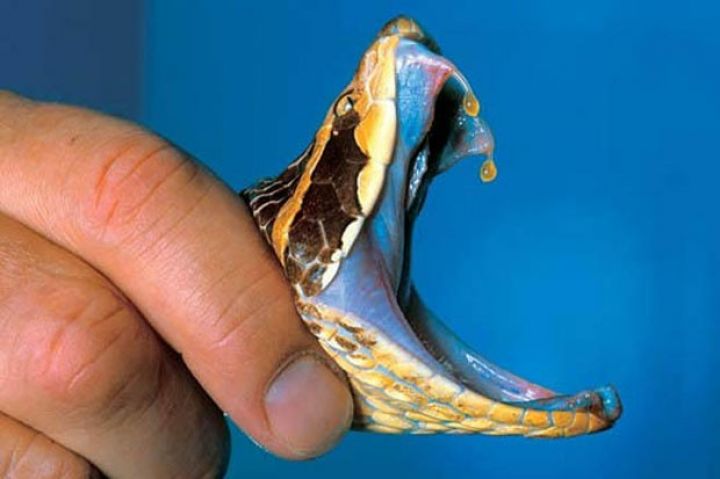 Azərbaycan ilan zəhəri sata bilər - DANIŞIQLARA BAŞLANIB