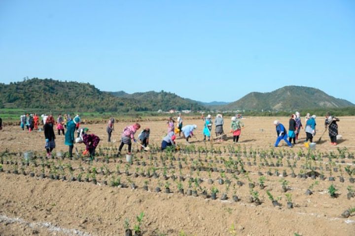 Gürcüstandan “Kolxida” çay toxumu gətirilib - SAHƏLƏR GENİŞLƏNDİRİLİR