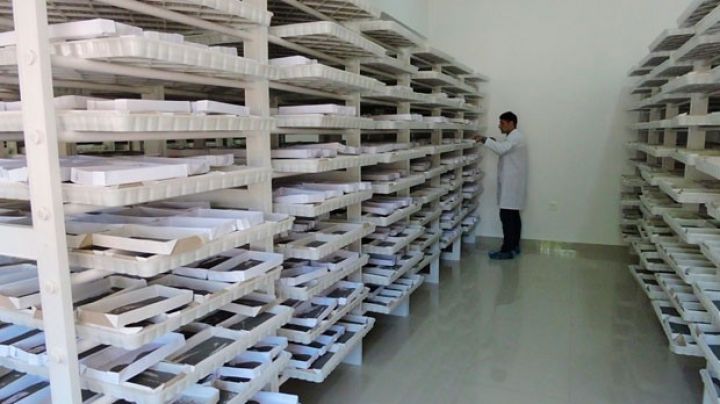 Bu il respublikanın 38 rayonunda barama yetişdiriləcək