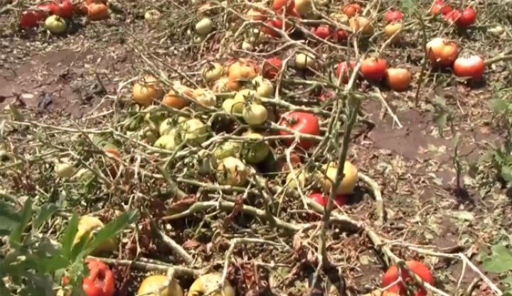 Aqrar sığorta üzrə təminat verilən sahələr açıqlanıb