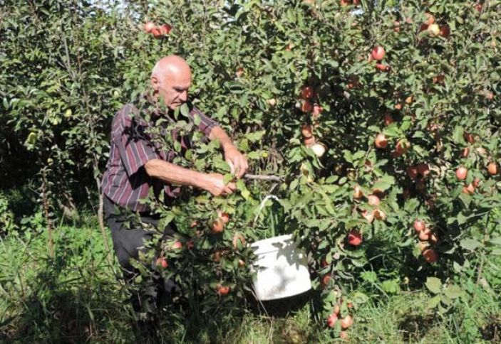 Meyvə və giləmeyvədə Azərbaycanın müstəqillik tarixində ən yüksək göstərici qeydə alınıb
