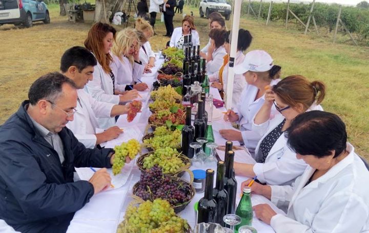 "Bu yerli sort ilə hektardan 35-45 ton üzüm yığmaq olur"