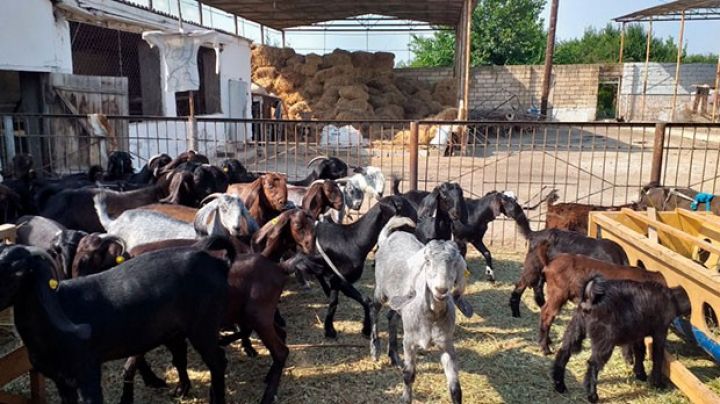Südü çox, əti ləzzətlidir - HACIQABULDA TƏSƏRRÜFATI YARADILIB