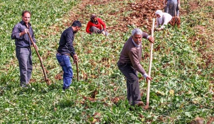Kənd təsərrüfatı sığortasında zərərləri qiymətləndirəcək əcnəbilər üçün tələblər müəyyənləşib