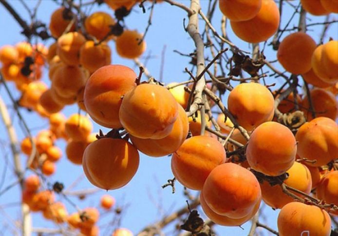 Azərbaycan 114 milyon dollarlıq xurma ixrac edib