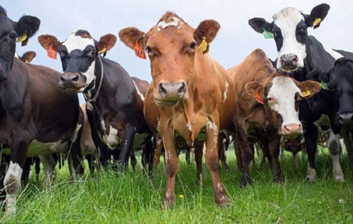 Qanunsuz otlayan heyvanlara görə - YENİ CƏRİMƏLƏR