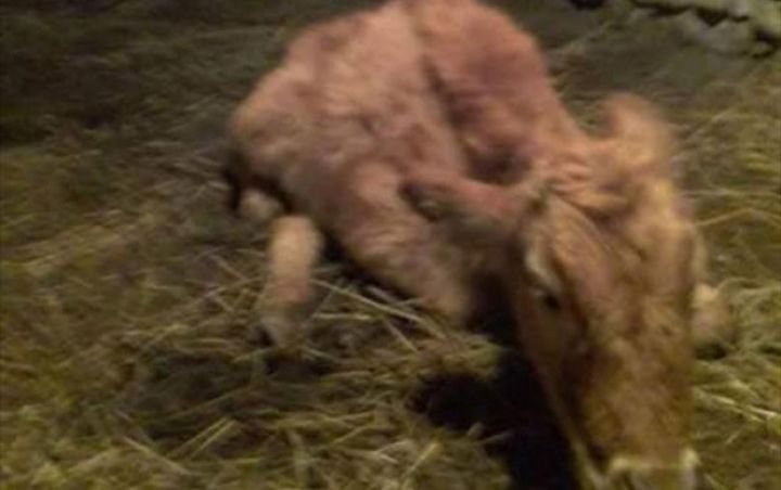 Əhaliyə verilən mal-qara yararsızlığı ilə bağlı - Daha bir fakt