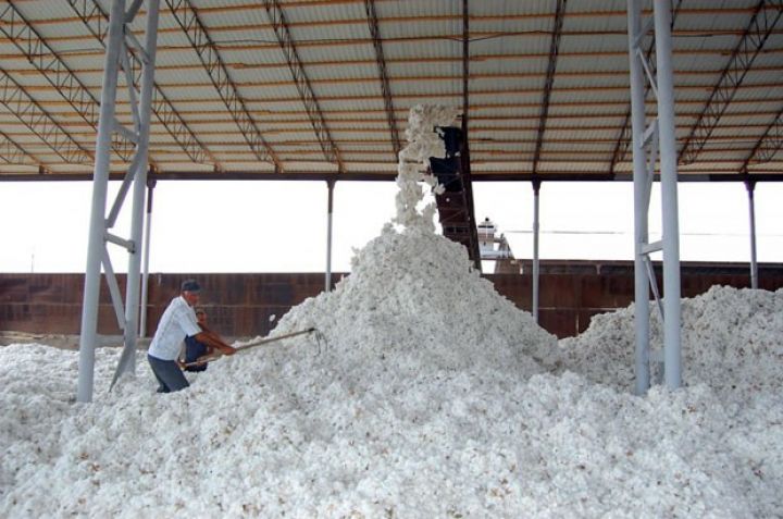 Pambıq yığımı barədə son məlumat