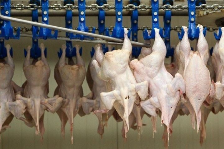 Broylerlərdə quşlar azalıb, quş əti idxalı artıb