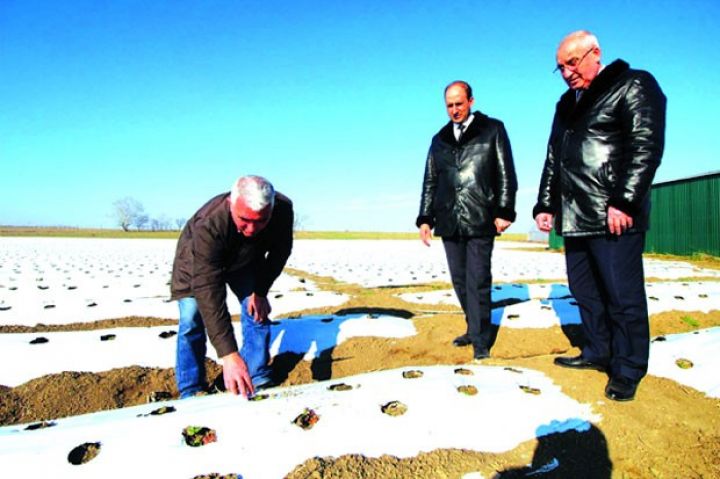 Qazaxda çiyələk yetişdiriləcək