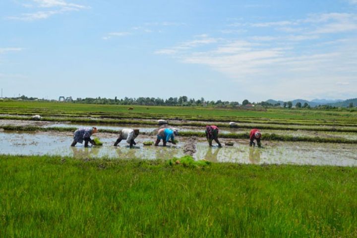 Azərbaycan koreyalılar ilə birgə layihəyə start verəcək