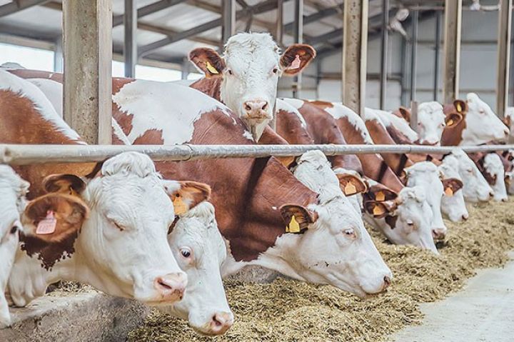 Heyvanların sığortası üzrə ödənişlər kəskin artıb, toplanan haqlar isə azalıb