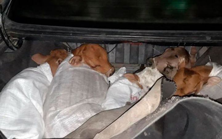 “Mercedes-Benz 200”də 11 baş buzov aşkar olunub