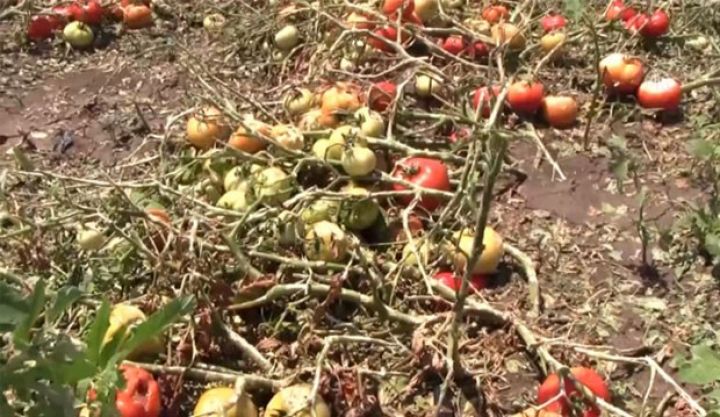 Müştərək sığorta mexanizmi üçün qanuna əlavələr edilir