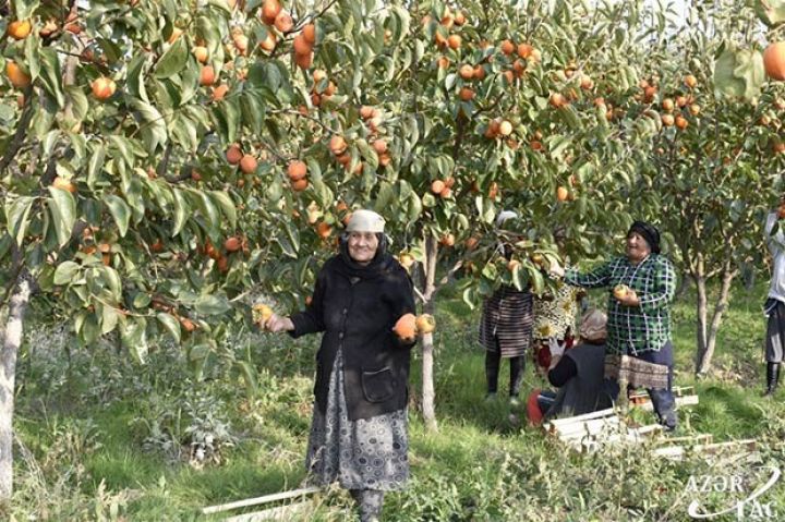 "Bir kiloqramını 30-40 qəpiyə satırıq"