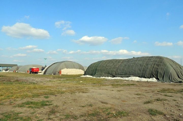 “MKT”nin pambıq istehsalında rekord 