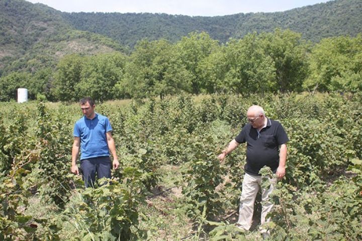 15 hektar bağ sahəsində 1,2 milyon manatlıq sistemlər yaradılacaq