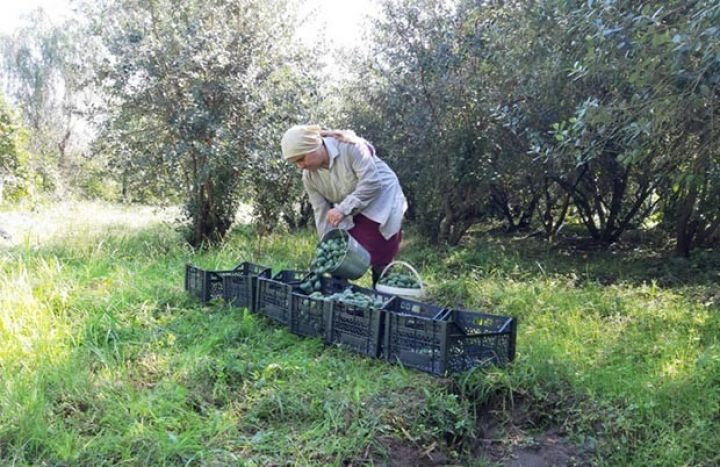 Astaradan Rusiya bazarlarına göndərilir 