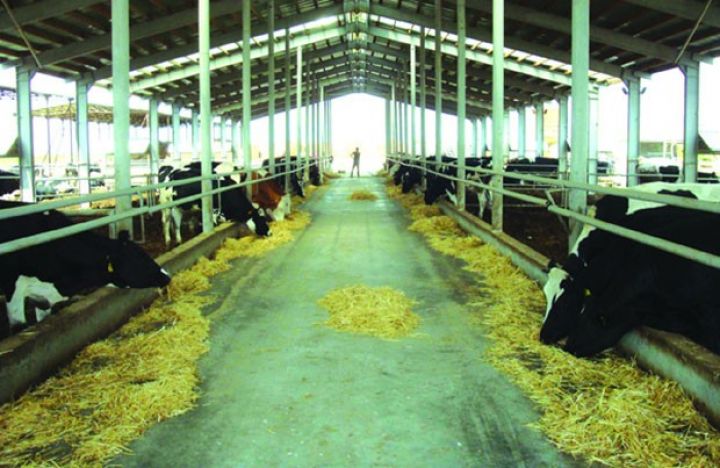 "Günəşli”də cins inəklərin sayı 4 dəfə artırılıb 