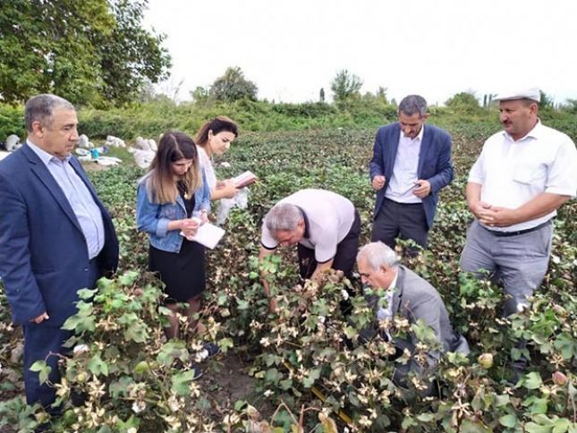 Məhsuldarlıq 90 sentnerdən yuxarı, lif çıxımı 40 faizdən yüksəkdir