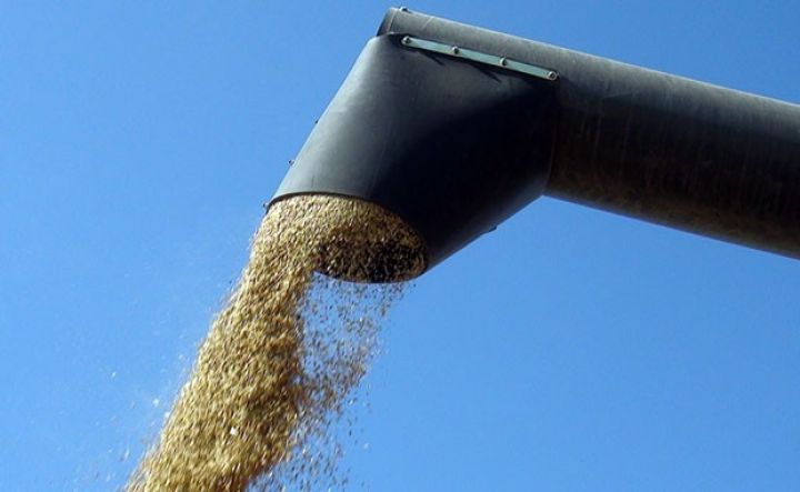 Azərbaycanda çəltik yığımına 1 ay tez başlanıldı