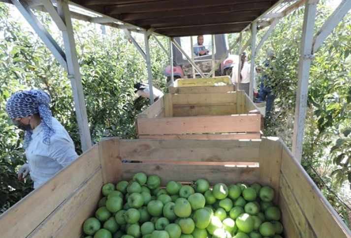 Hektardan 80 tonadək məhsul verən bağlardan alma yığımına başlanılıb
