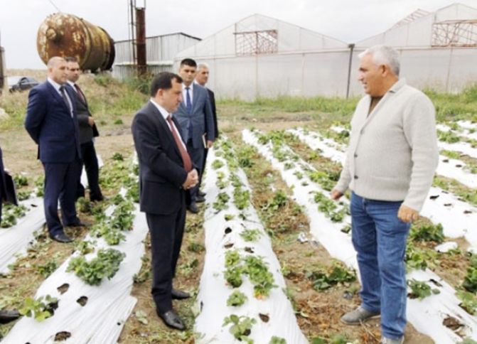 "Hər gün 250-300 kq bazara göndərilir, satışında problem yoxdur"