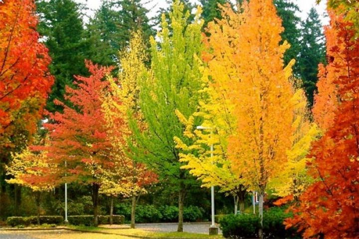 Növbəti 4 günün hava proqnozu açıqlandı