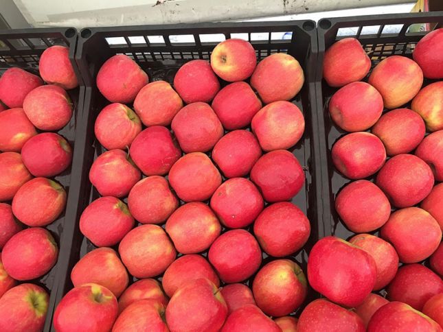 Azərbaycandan Rusiyaya alma ixracına qoyulan qadağa qismən ləğv edildi