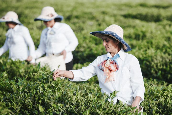 Kənd təsərrüfatı istehsal kooperativlərinin yaradılma prosedurları sadələşdirilir