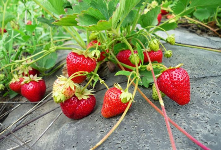 Ölkələrin karantindən tədricən çıxmaları çiyələyə tələbatı artırıb