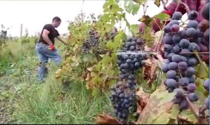 Respublikamızda yeganə kolxozda məhsul yığımı davam edir