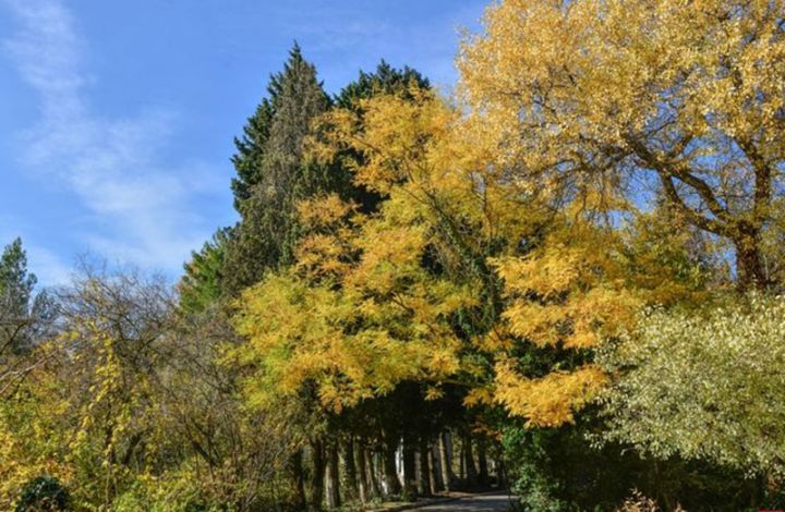 Bazar günün havası