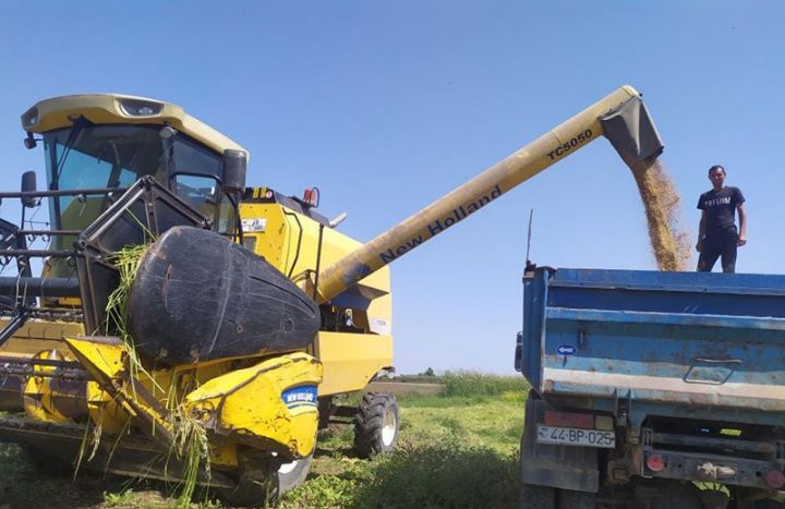 Çəltikçilər  bol məhsul əldə edəcəklərini bildirirlər