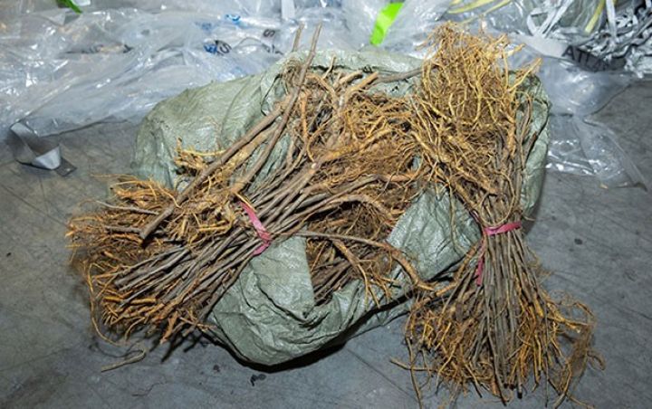 "Ekologiya və Təbii Sərvətlər Nazirliyinin tingləri yararsızdır, quruyur" - İCRA BAŞÇISI