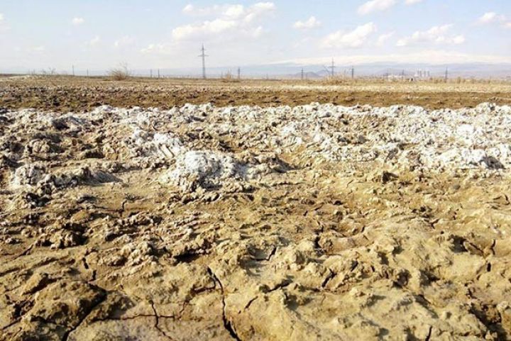 Şoran torpaqların sahəsi 4 min hektardan çox azalıb