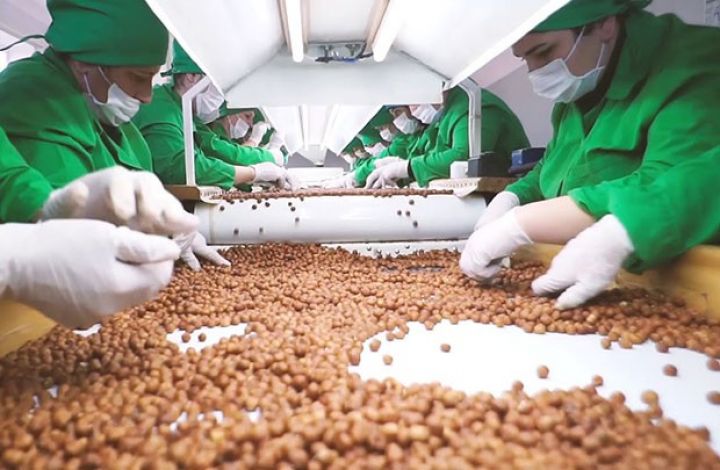 Yeni fındıq emalı zavodu tikilir